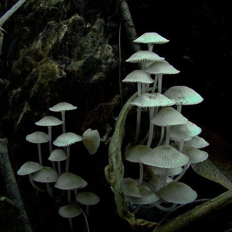 FUNGI